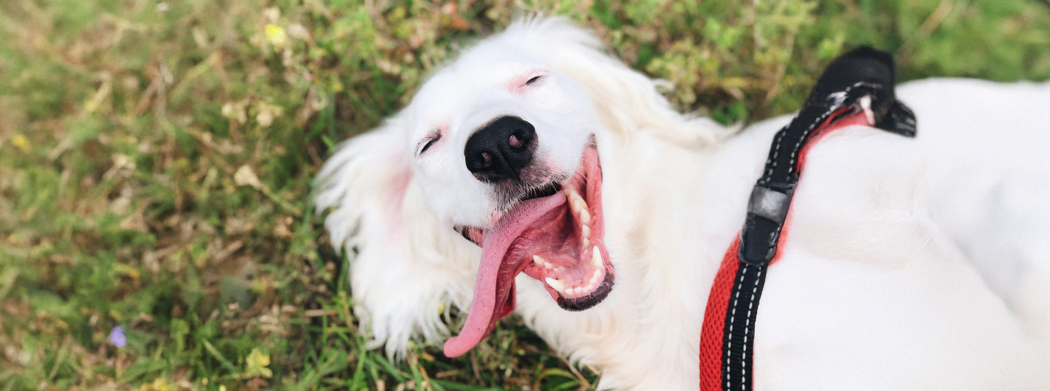 EIn Hund liegt lächelnd im Gras.