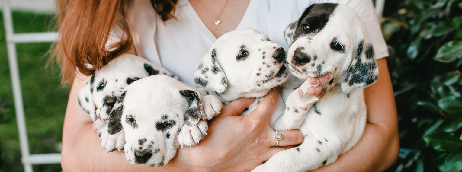 Vier Dalmatiner-Welpen in den Armen einer Frau.