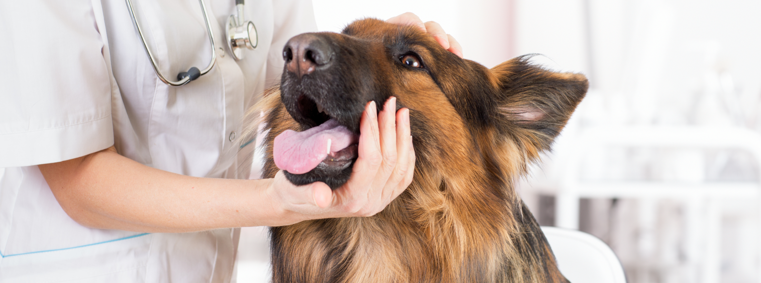 Ein Schäferhund wird in einer Tierpraxis untersucht.