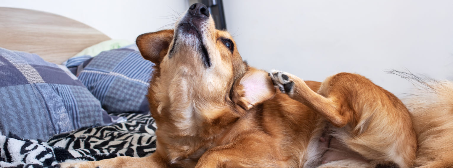 Ein Hund kratzt sich am Ohr.