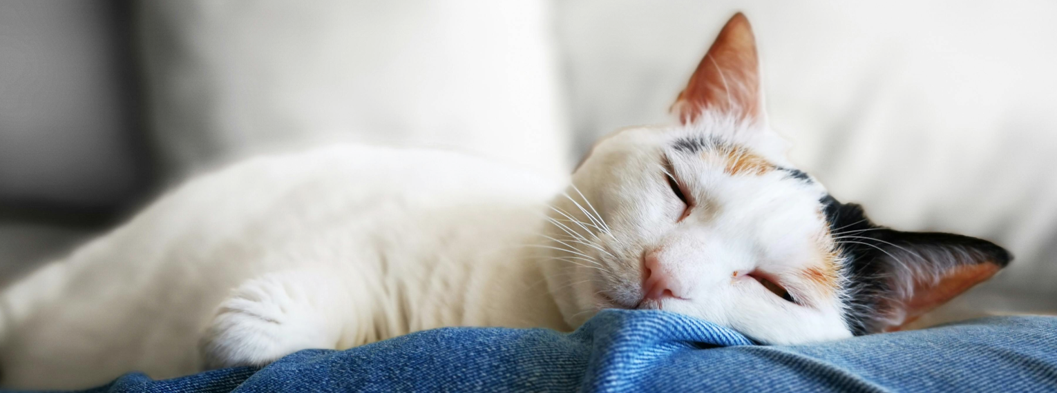 Eine Katze schläft auf dem Schoß des Besitzers/der Besitzerin.