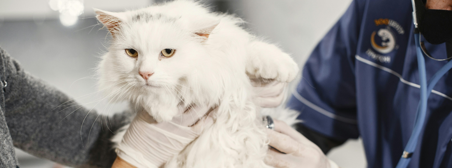 Eine Katze bei einer Untersuchung in der Tierpraxis.