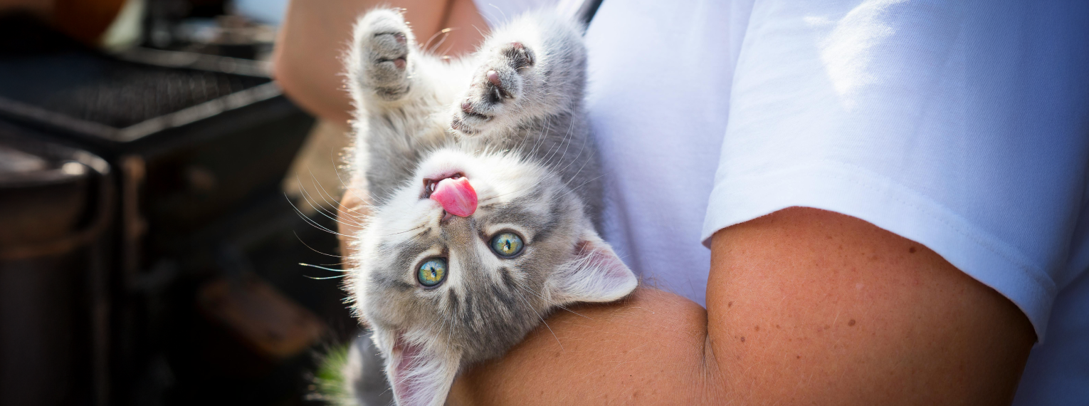 Katze liegt im Arm ihres Besitzers/ihrer Besitzerin.