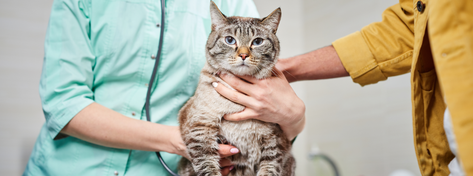 Eine Katze wird von einer Tierärztin untersucht.