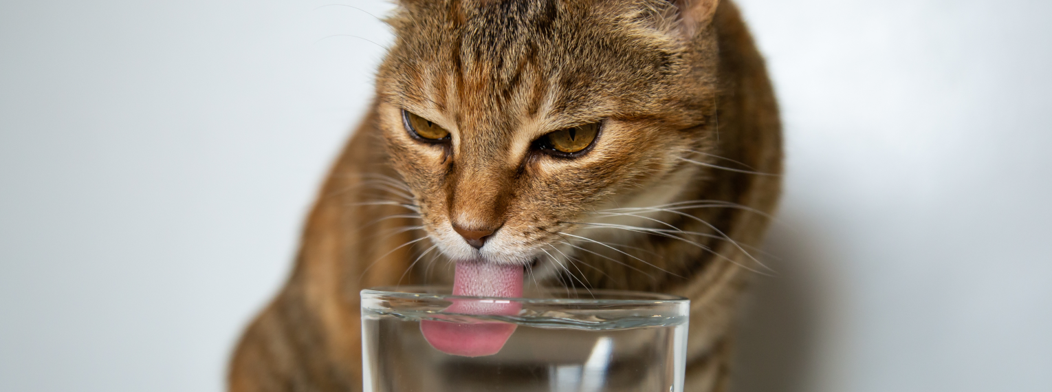 Eine Katze trinkt Wasser aus einem Glas.