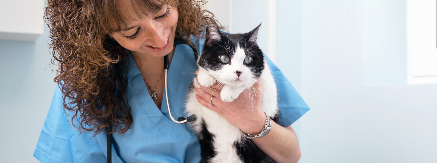 Eine Tierärztin hält eine Katze in der Hand.