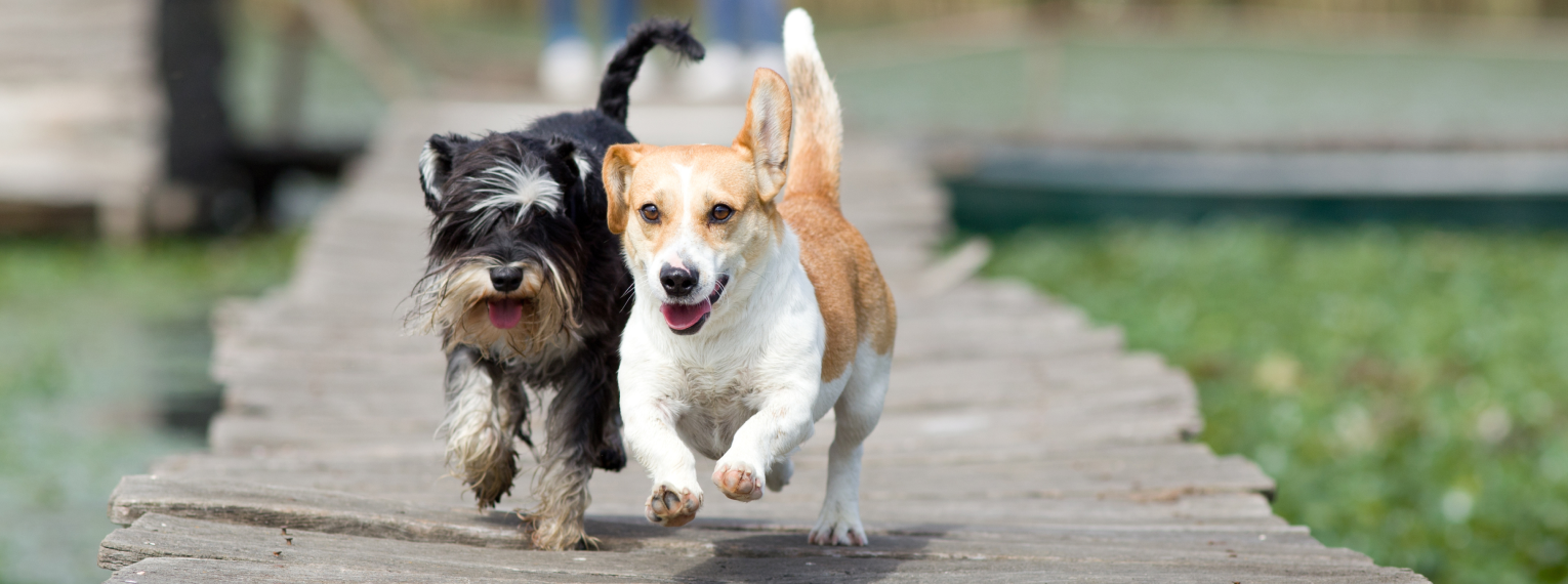 Zwei Hunde laufen über einen holzernen Gehweg.