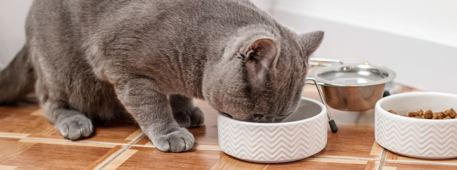 Eine Katze frisst aus einem Napf.