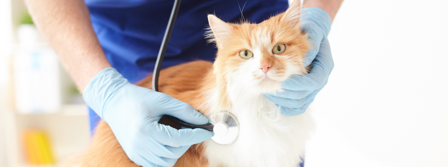 Eine Katze wird von einem Tierarzt untersucht.