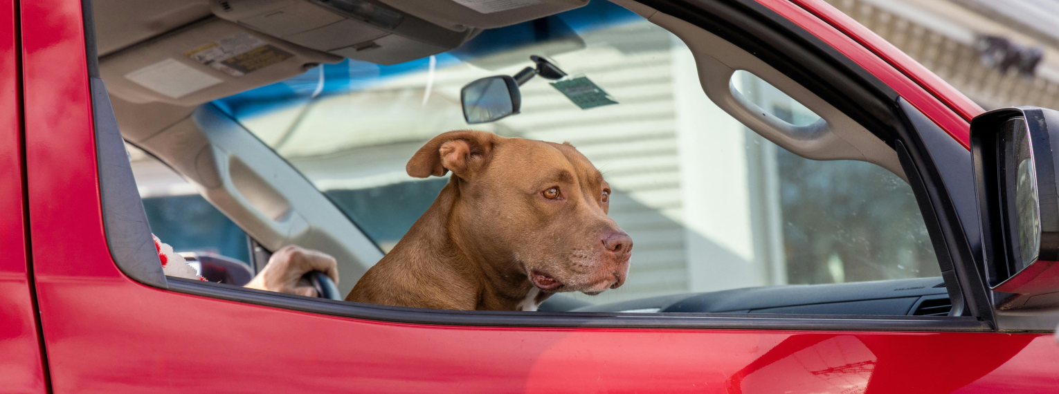 Ein Hund sitzt in einem Auto auf dem Beifahrersitz.