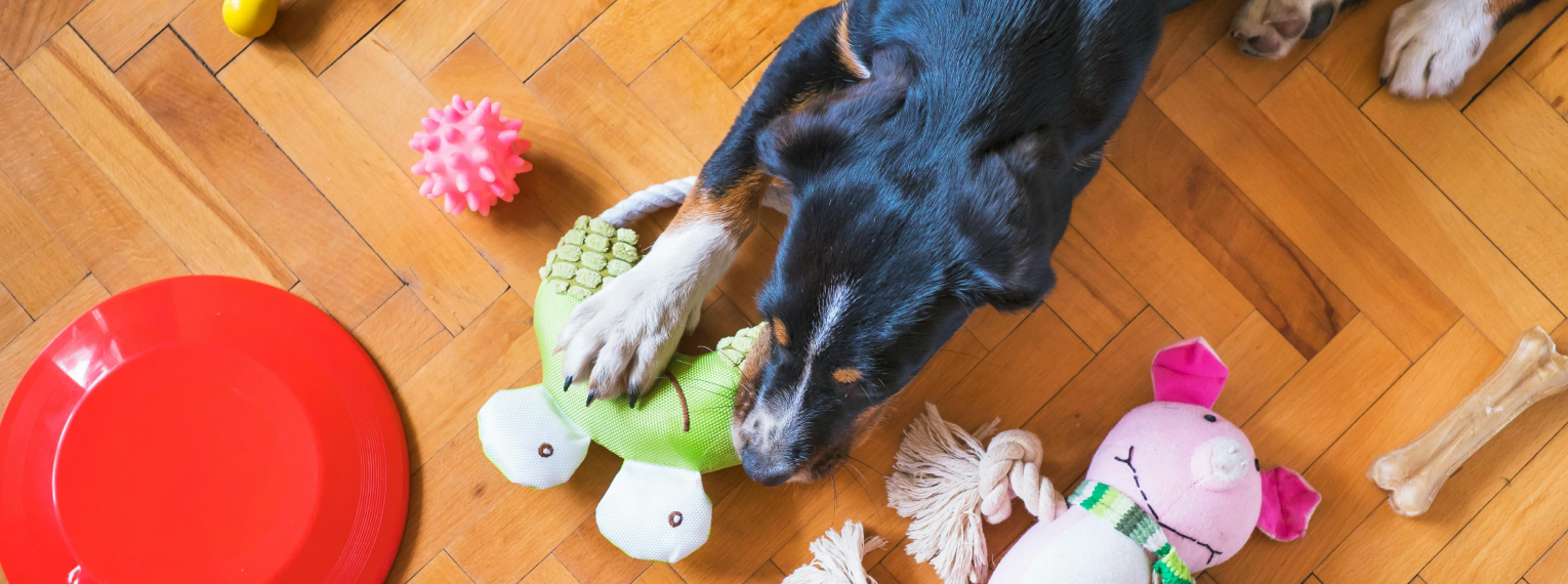 Ein Hund spielt zuhause mit Hundespielzeug.