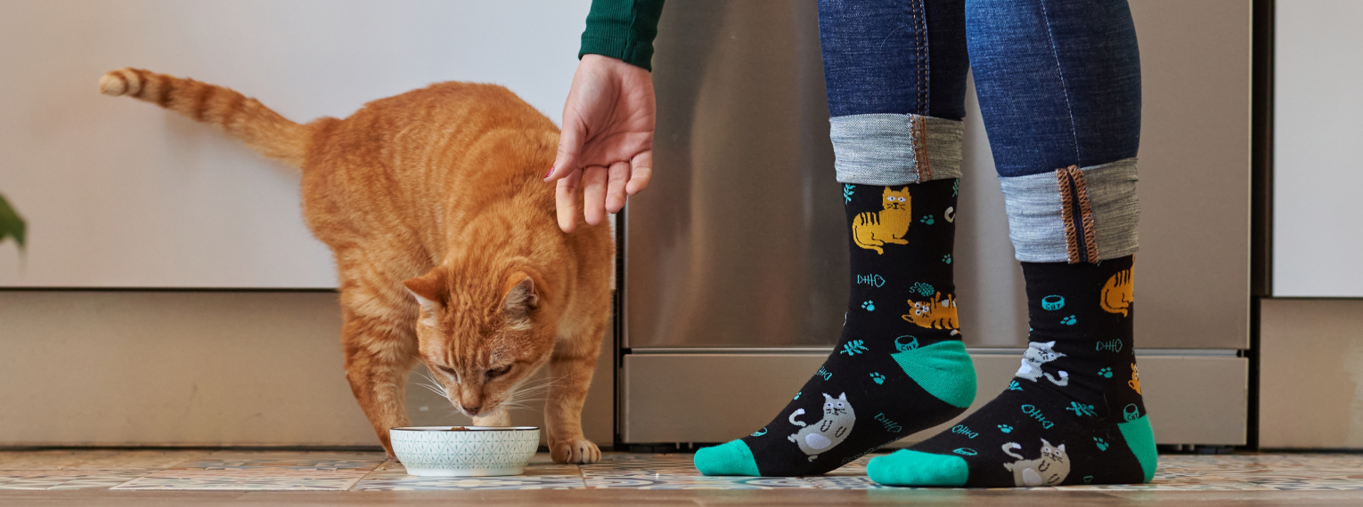 Eine Katze frisst aus ihrem Napf.