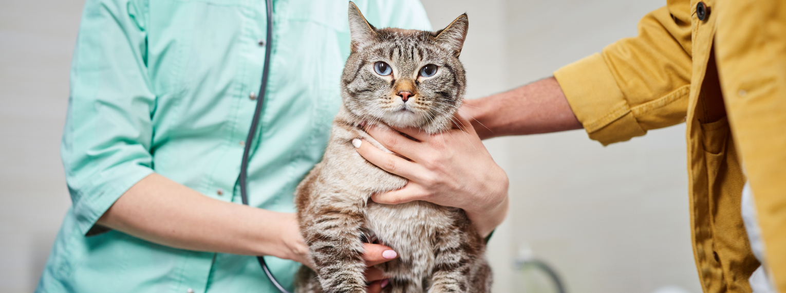 Eine Katze wird von einer Tierärztin hochgehoben.