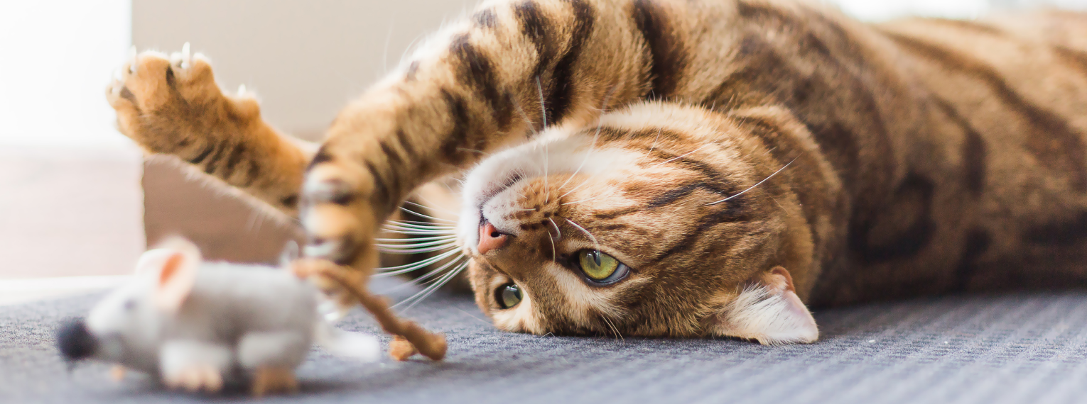 Eine Katze spielt mit einer Spielzeugmaus.