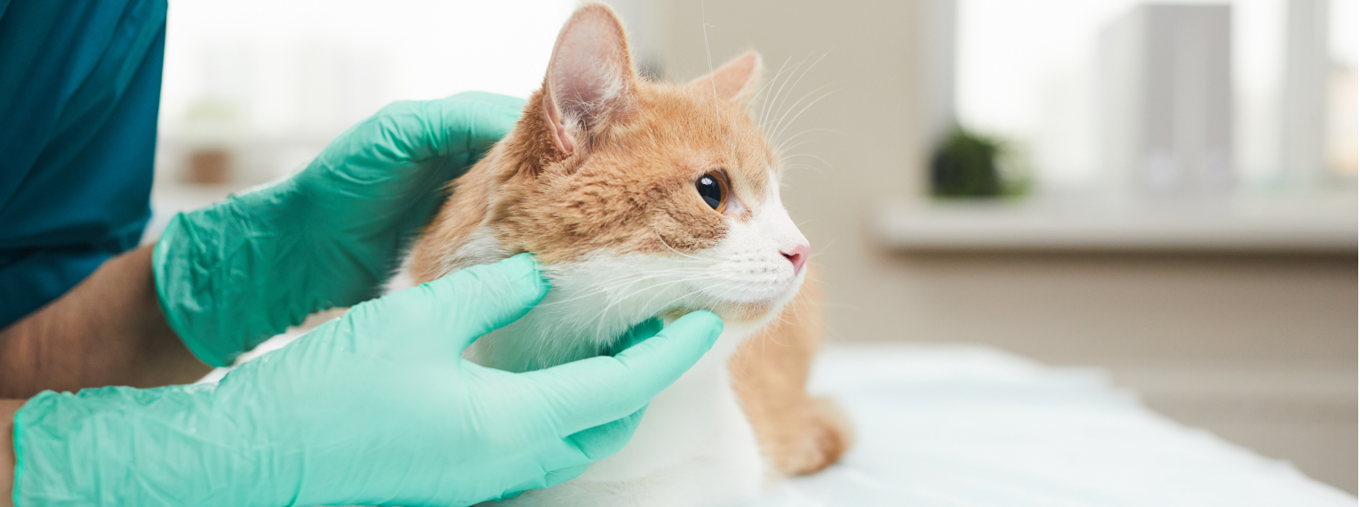 Eine Katze mit Mundgeruch wird beim Tierarzt untersucht.