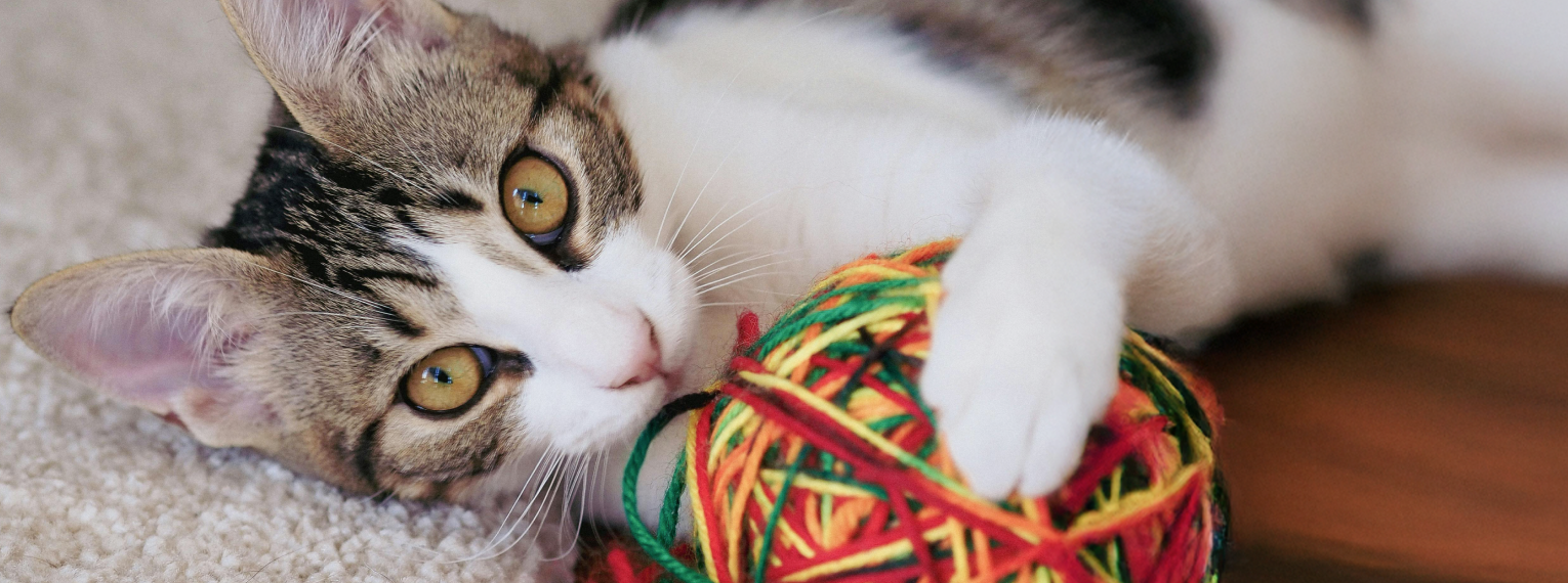 EIne junge Katze spielt mit einem Wollknäuel.