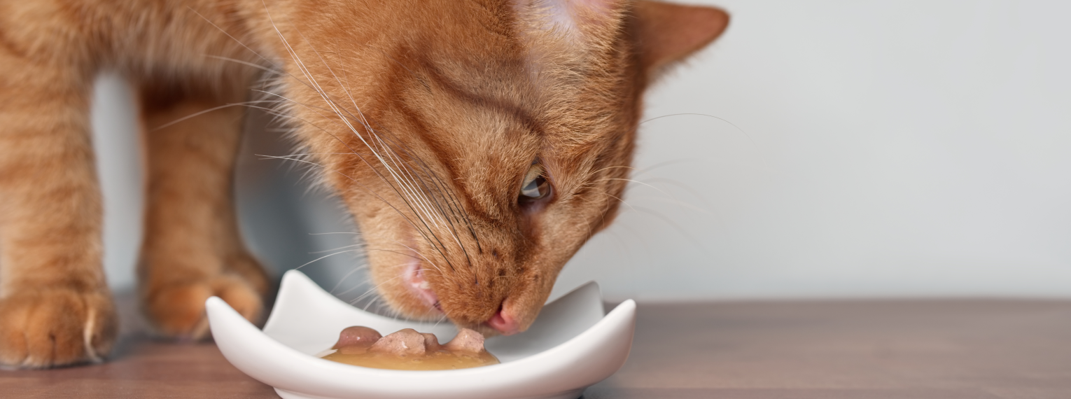 Eine Katze frisst Nassfutter.