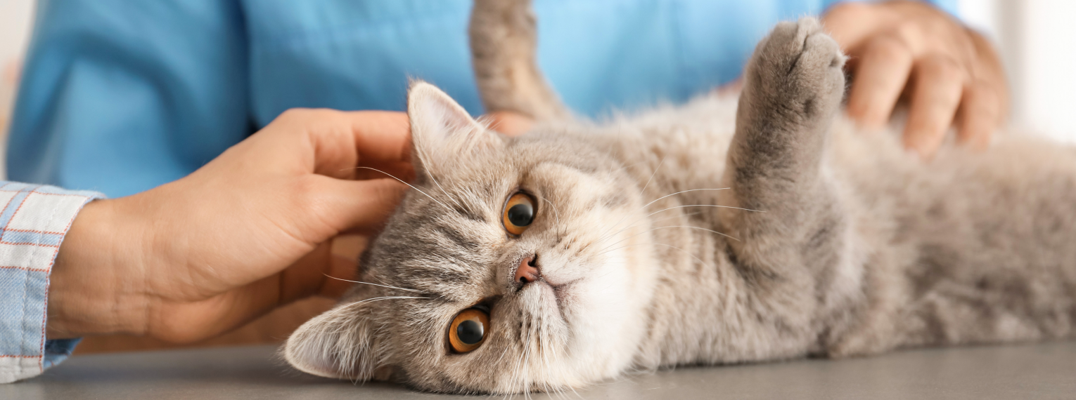 Eine Katze wird von zwei Personen gestreichelt.