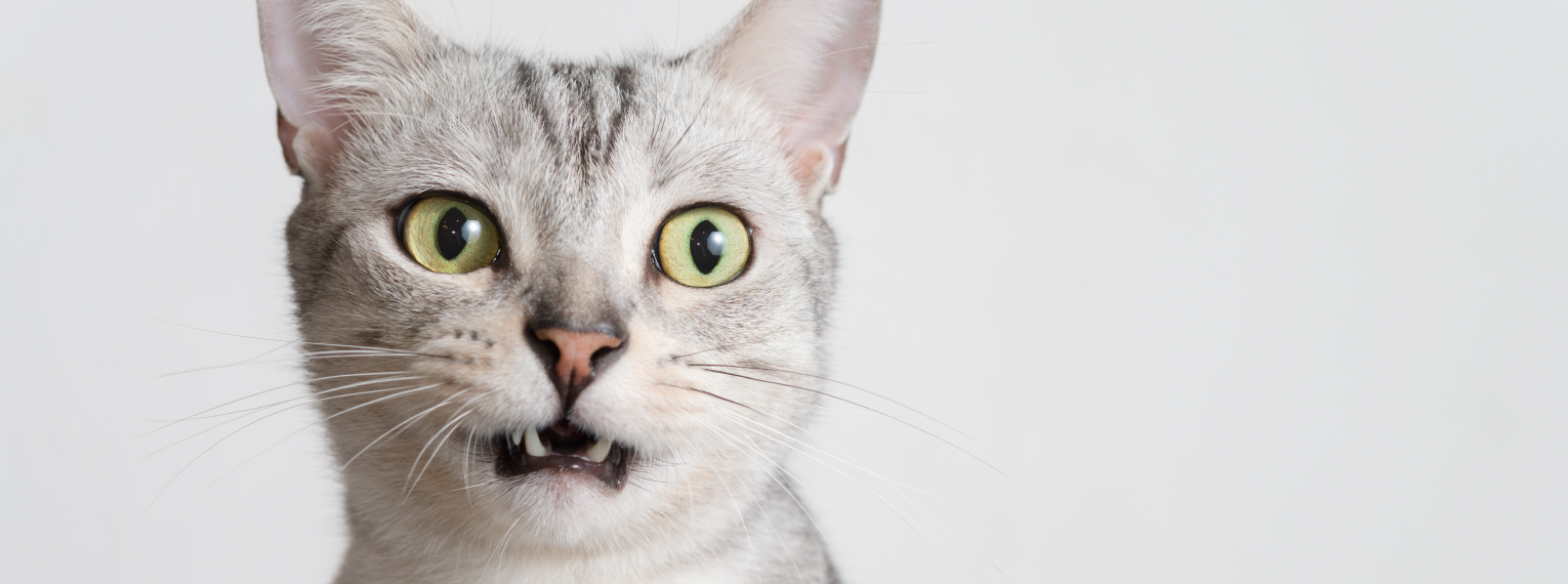 Eine Katze schaut geschockt.