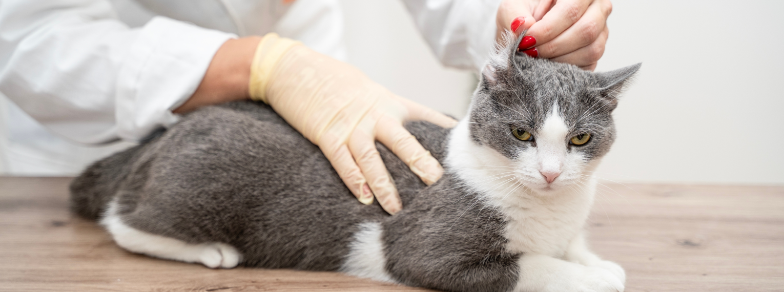 Eine Katze bekommt ihr Ohr beim Tierarzt untersucht.