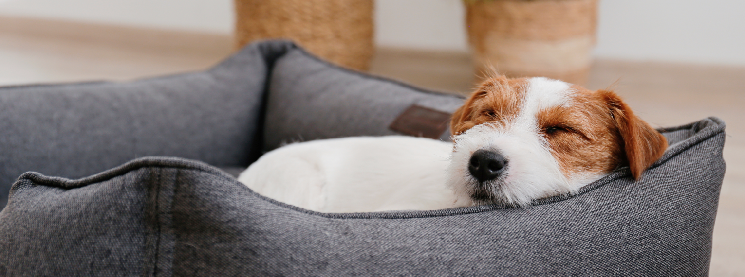Ein Hund schläft in einem Hundekorb.