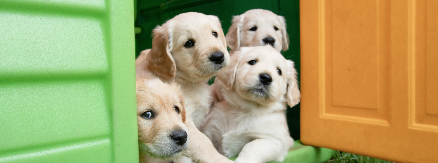 Vier Welpen in einer Hundehütte