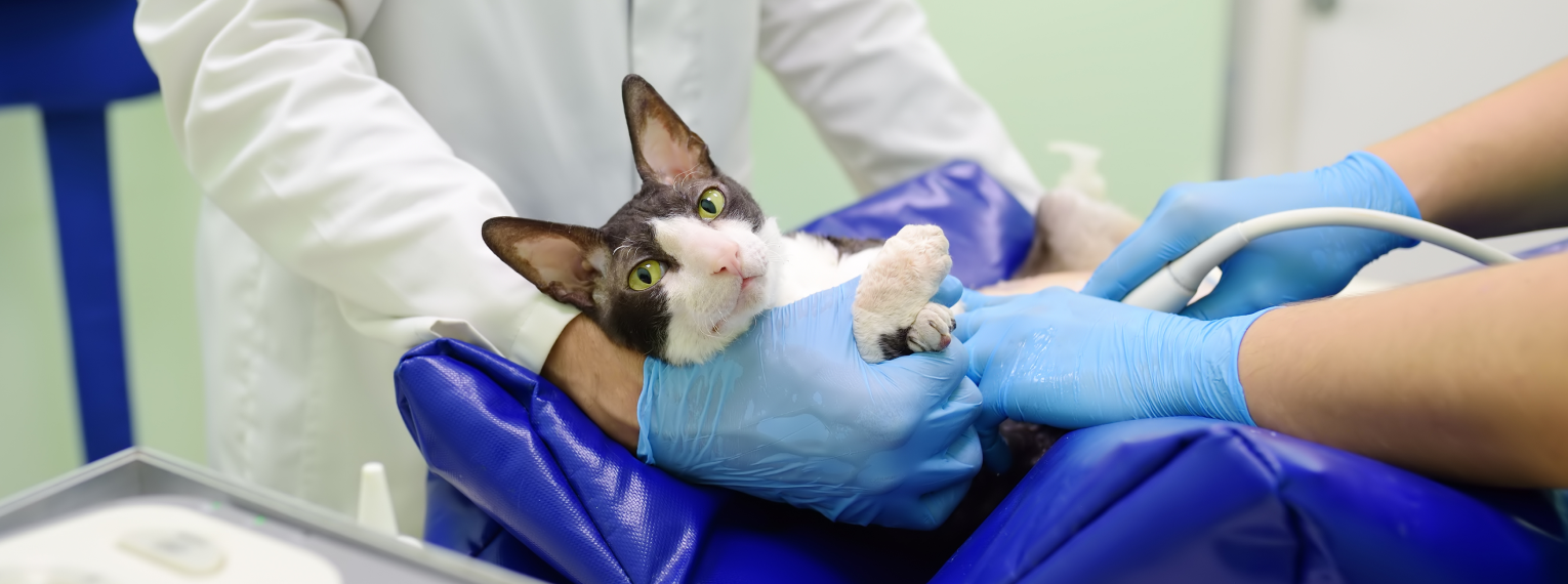 Eine Katze bekommt eine Ultraschalluntersuchung.
