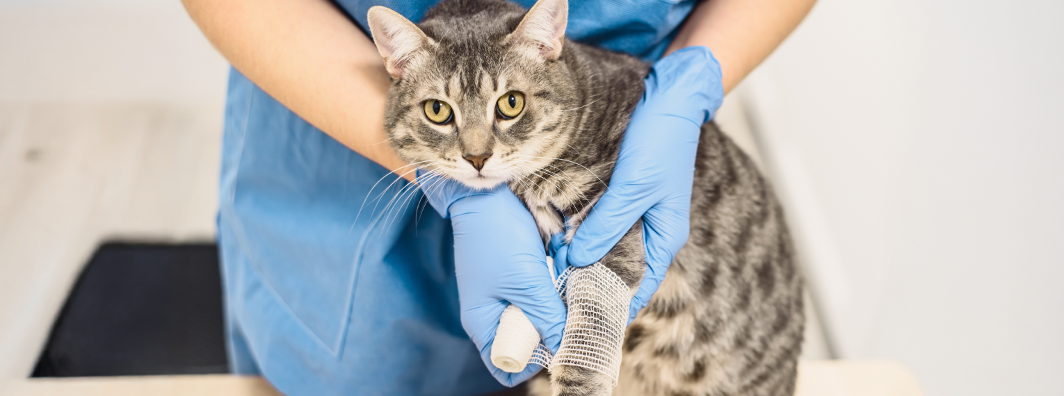 Eine Katze mit bandagierten Beinen beim Tierarzt.