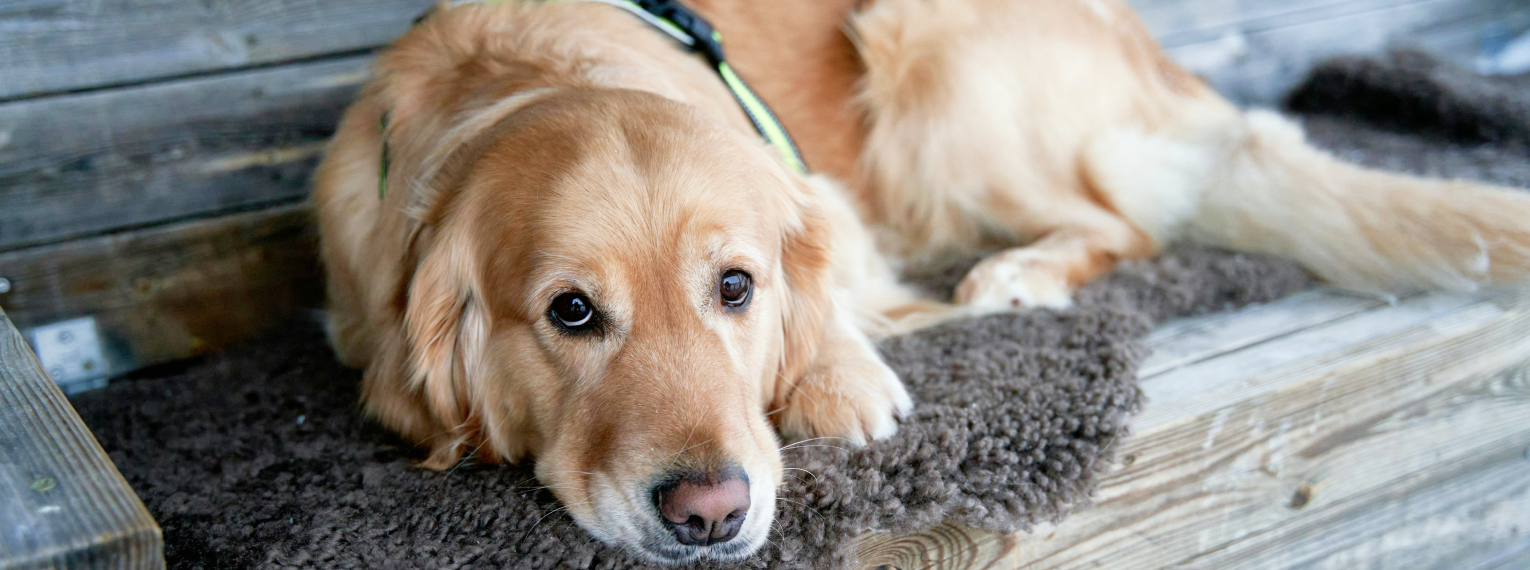 Ein müder Hund liegt auf einem Teppich.