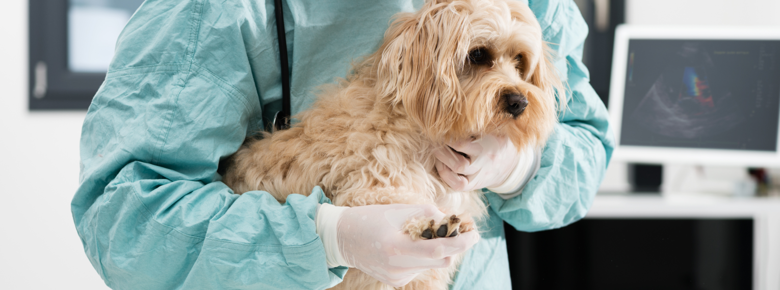 Ein Hund beim Tierarzt