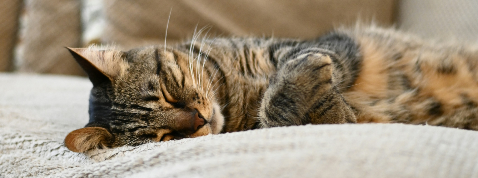 Eine Katze schläft auf einem Sofa.