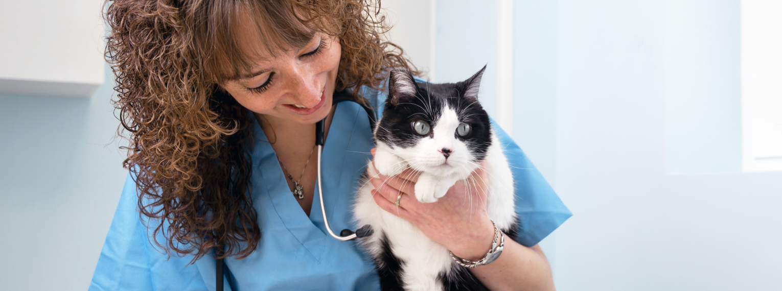 Eine Katze mit Asthma wird von einer Tierärztin hochgehoben.