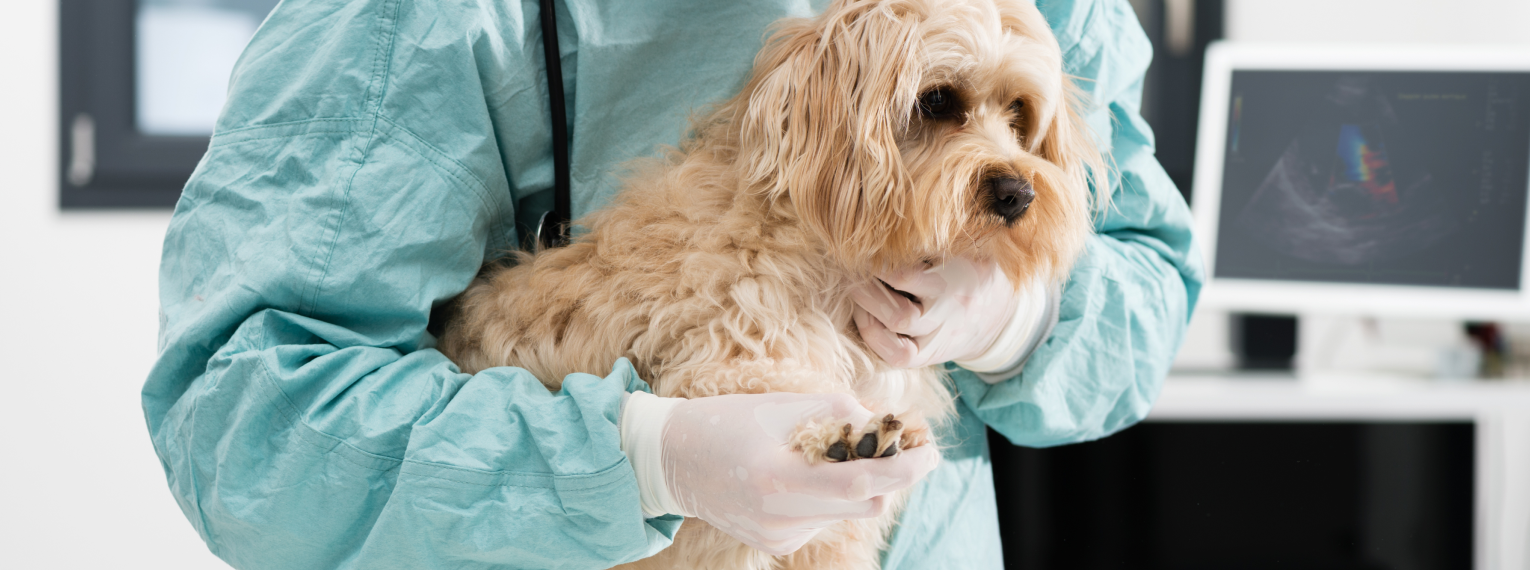 Ein Hund beim Tierarzt.