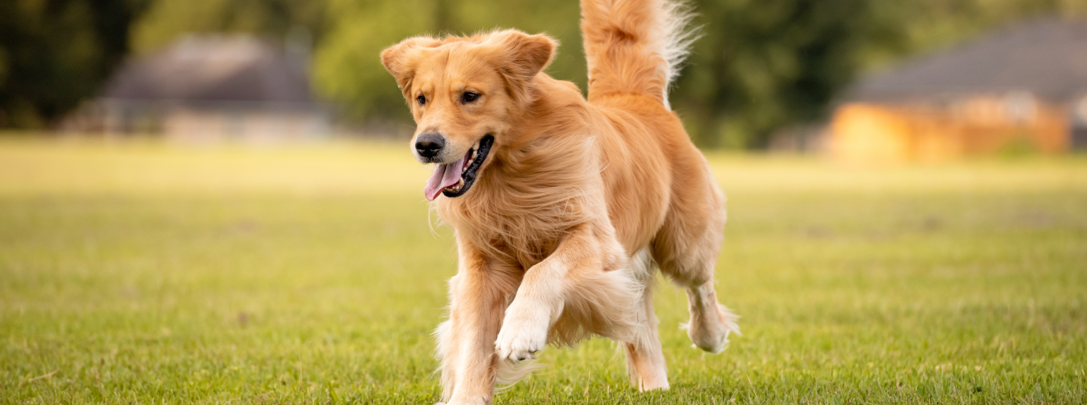 Ein Hund rennt auf einer Wiese.