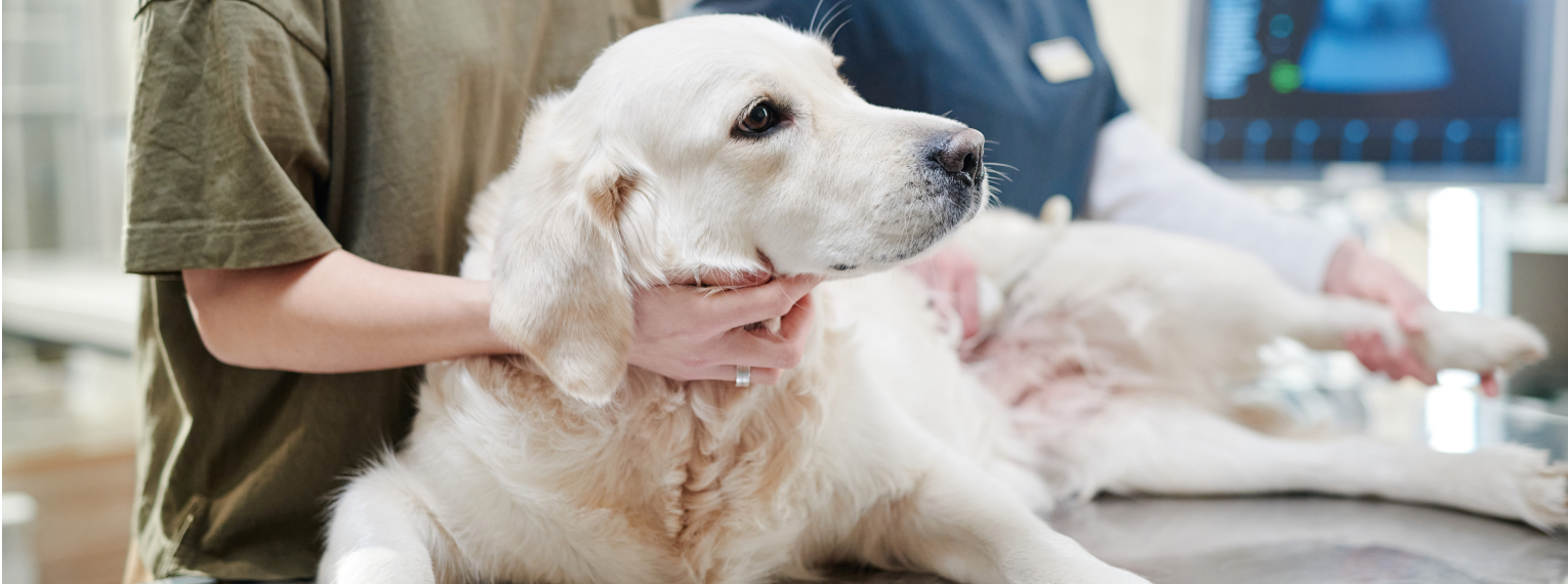 Ein Hund mit Patellaluxation wird beim Tierarzt behandelt.