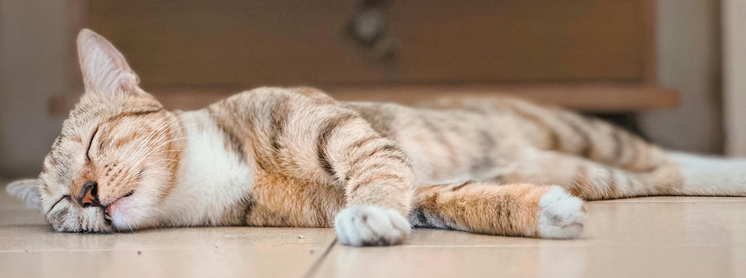 Eine Katze schläft auf dem Fußboden.