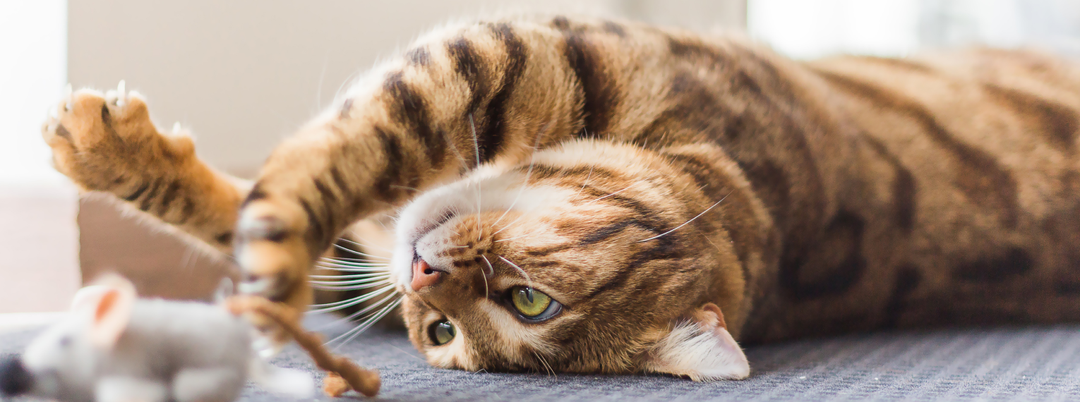 Eine Katze spielt mit einer Spielzeugmaus.