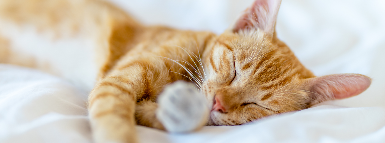 Eine Katze schläft.