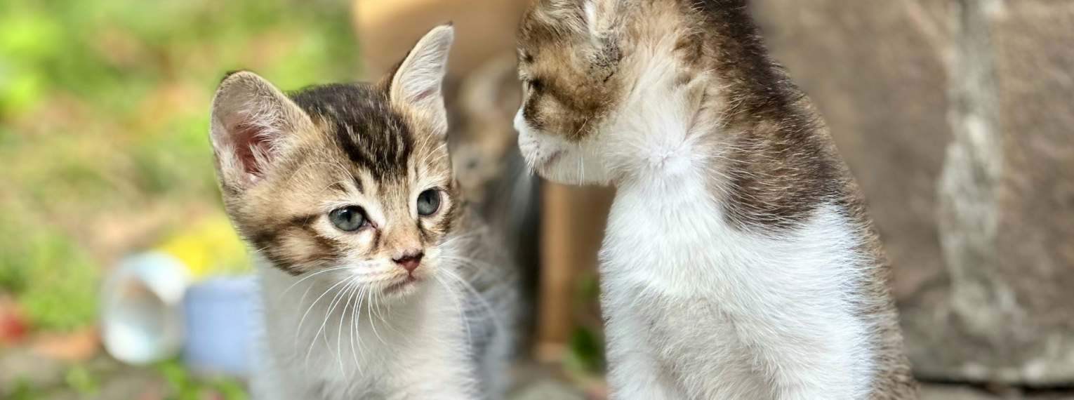 Zwei Kitten im Garten schauen sich gegenseitig an.