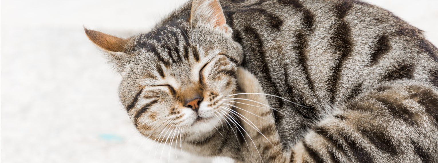 Eine Katze mit Flöhen im Fell kratzt sich.