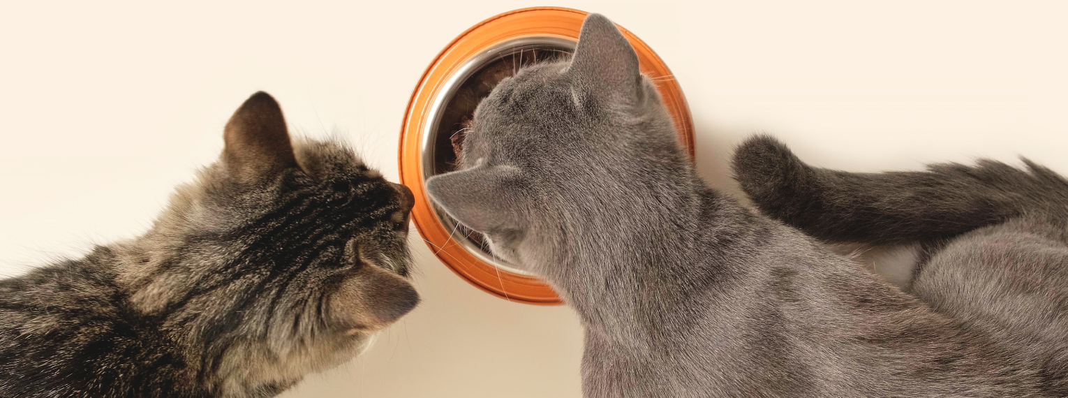 Zwei Katzen essen ihr Futter.