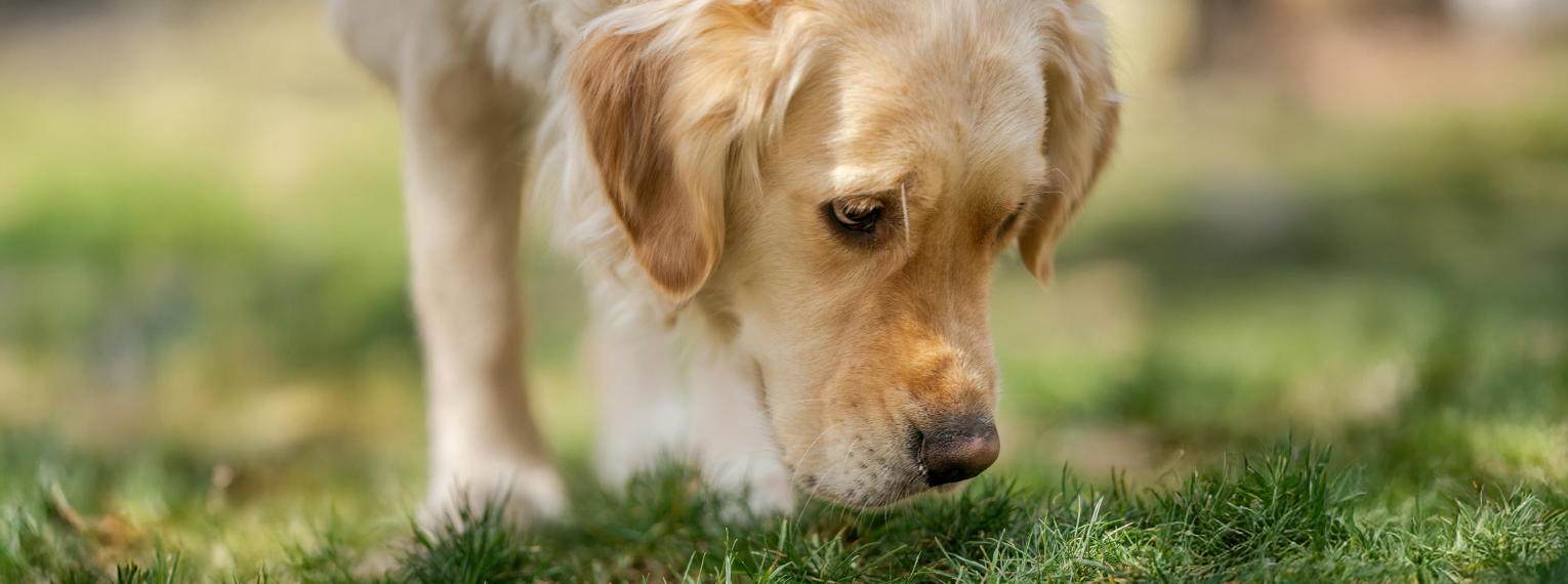 Ein Hund riecht am Gras.
