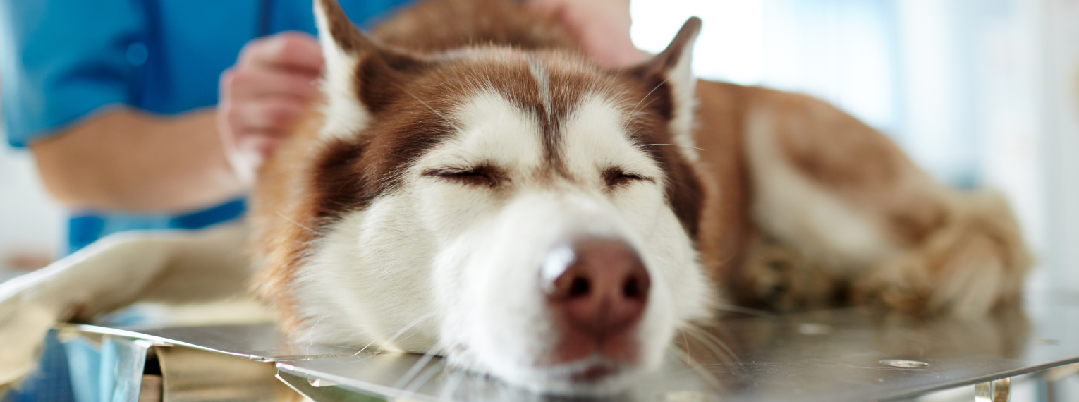 Der Hund wird vom Tierarzt untersucht.