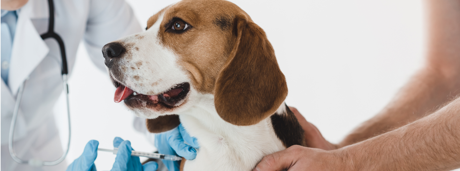 Ein Hund bekommt vom Tierarzt eine Spritze.