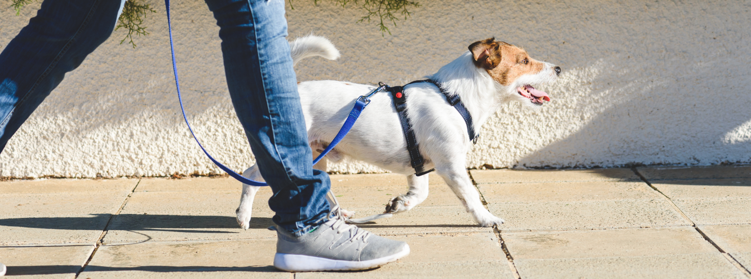 Ein Hund an der Leine auf seinem Spaziergang.