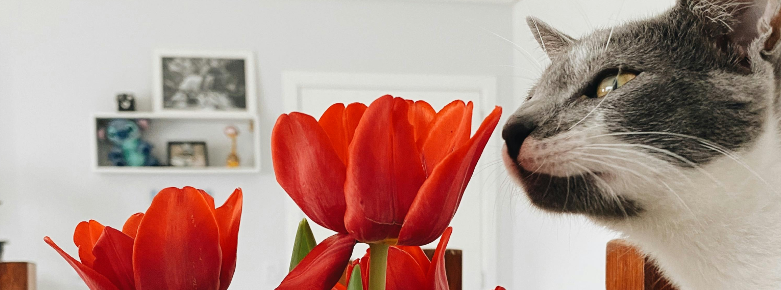 Eine Katze riecht an einer Tulpe.