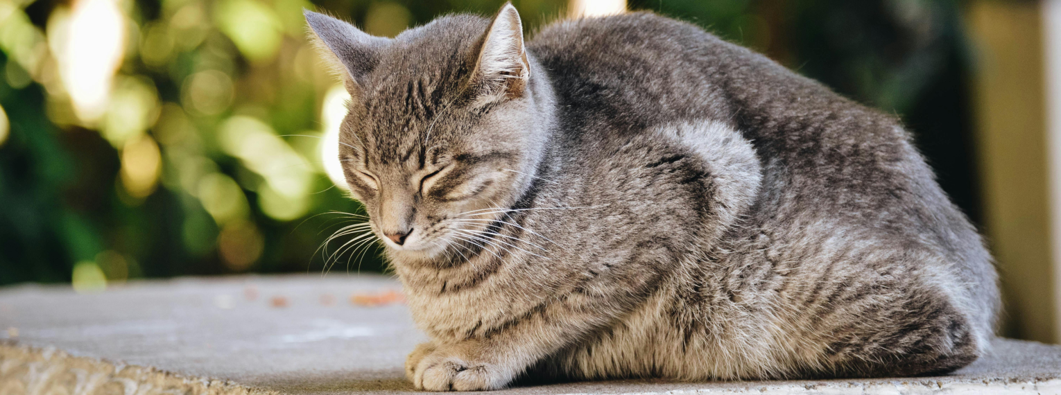 Eine Katze mit geschlossenen Augen sitzt auf einer Mauer.