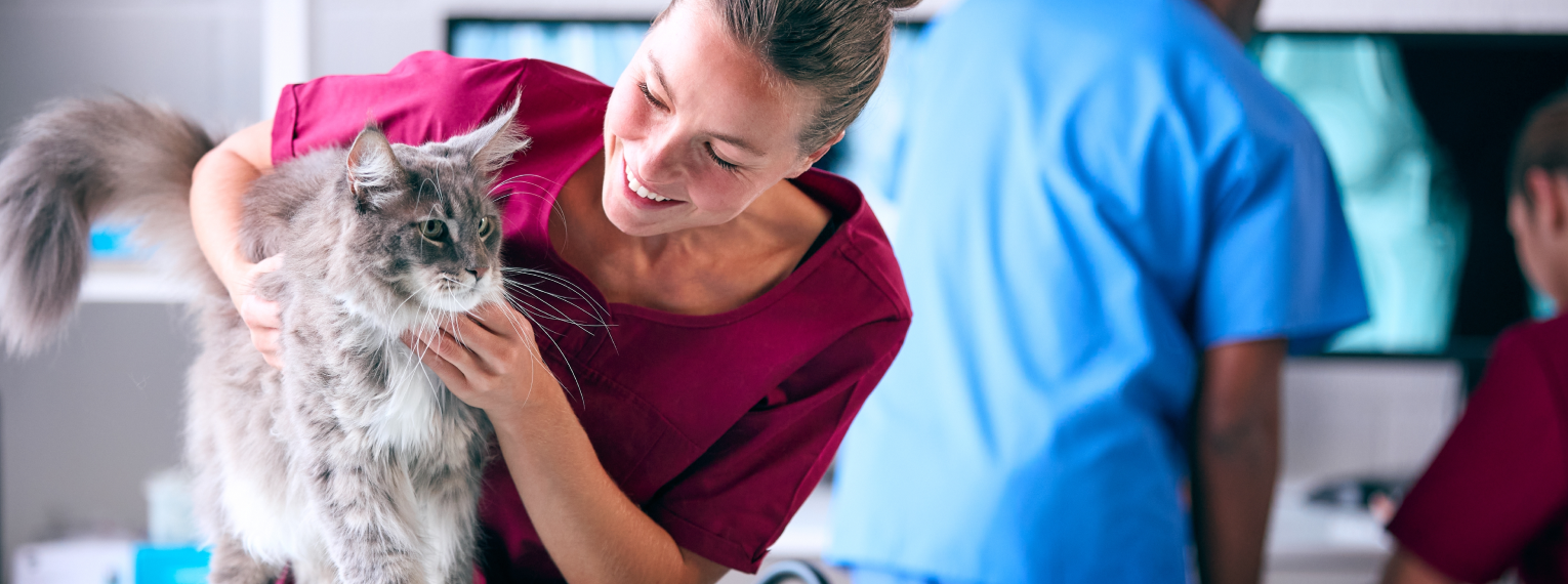 Eine Katze wird von einer Tierärztin untersucht.