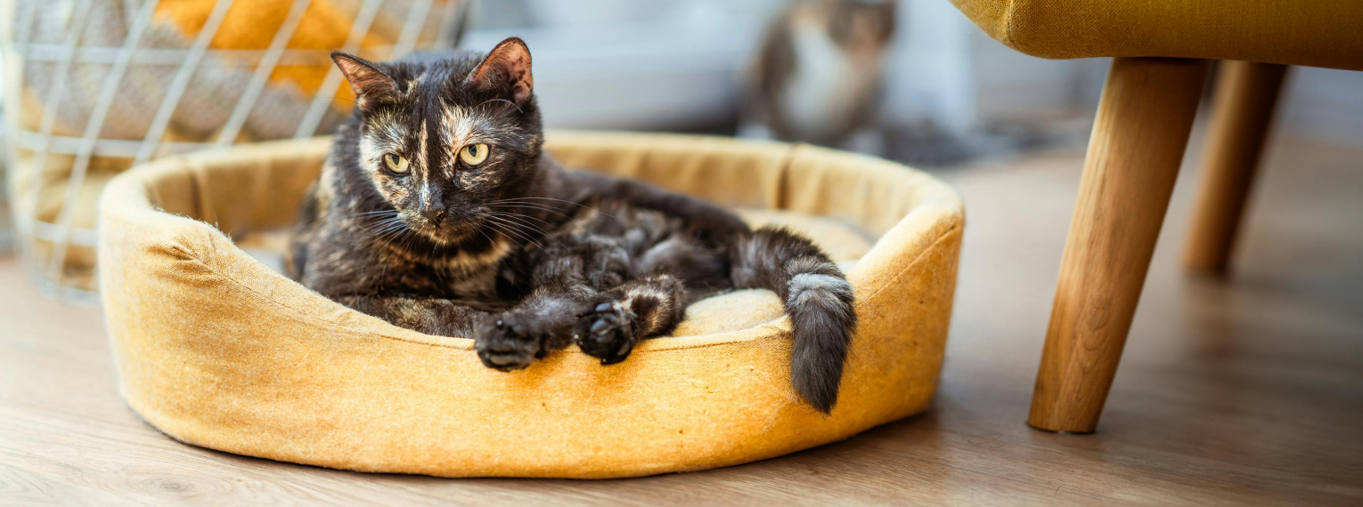 Eine Katze liegt in ihrem Korb.