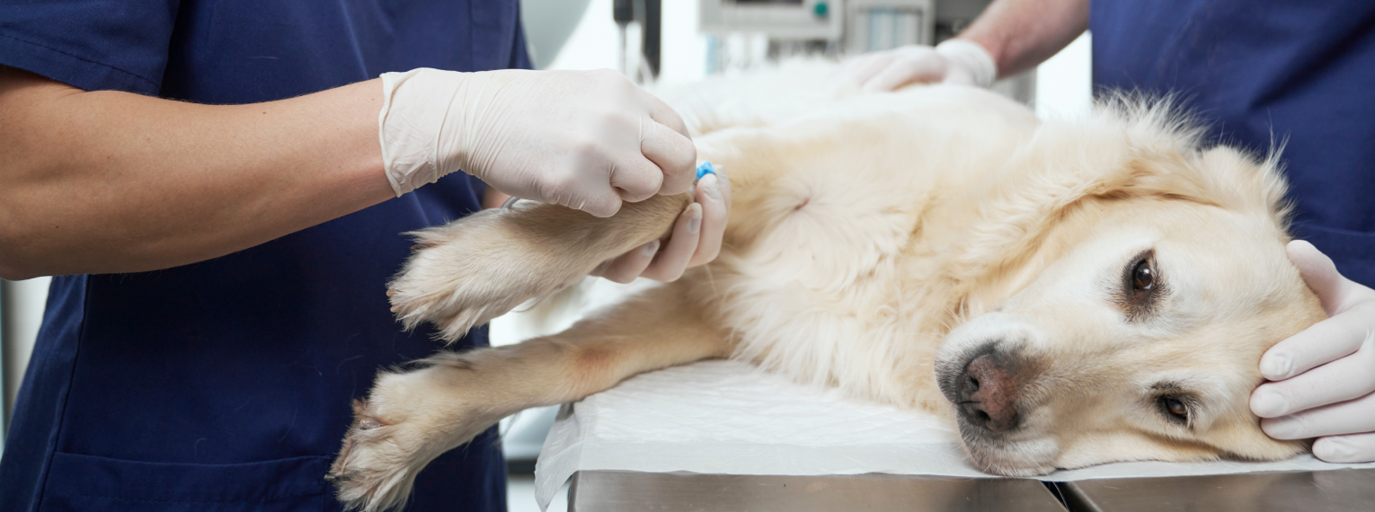 Ein Hund wird vom Tierarzt behandelt.